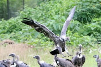 critically endangered white-rumped vulture
