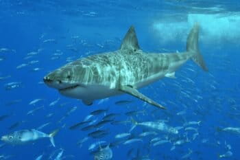 A great white shark. Found frequently along the coasts of countries across the globe, white sharks also hunt on the high seas. Image by Pterantula (Terry Goss) via Wikimedia Commons (CC BY-SA 3.0).