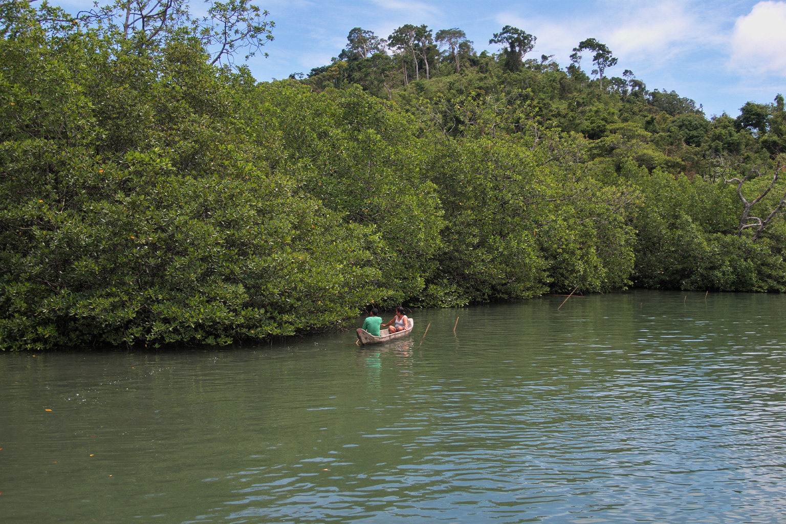 Malampaya Sound mangroves.