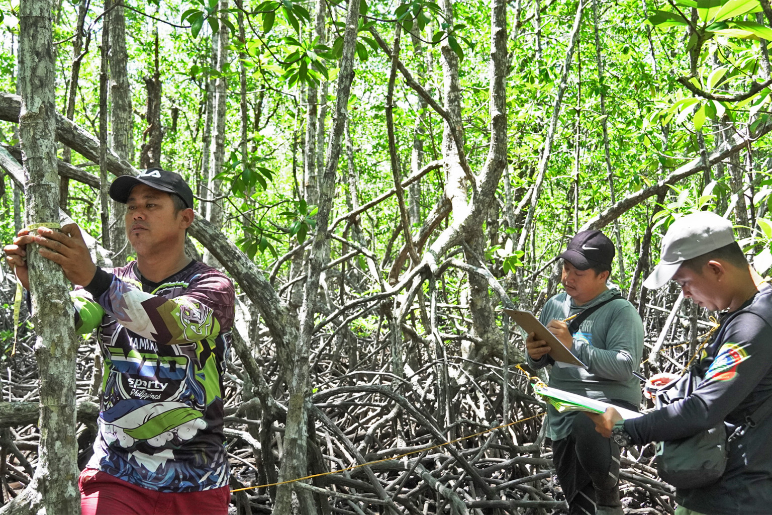 Researchers study the mangrove trees in Malampaya Sound. 