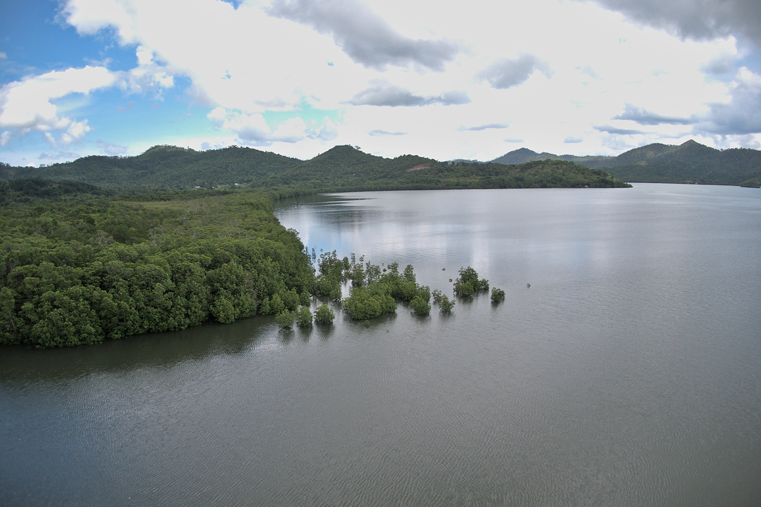 Malampaya Sound mangroves.