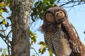 An owl in Yogyakarta