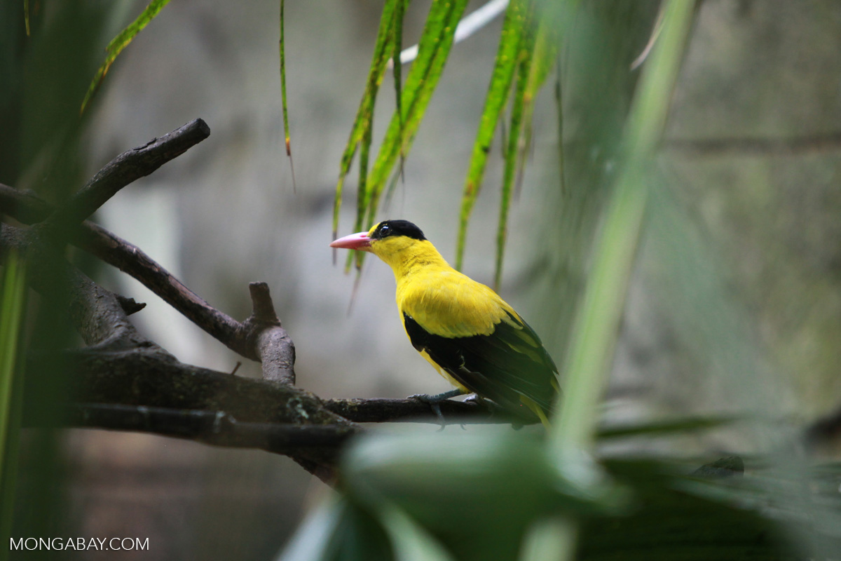 A black-naped oriole 