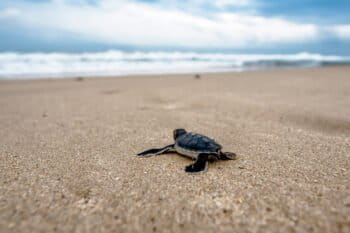 A turtle hatchling