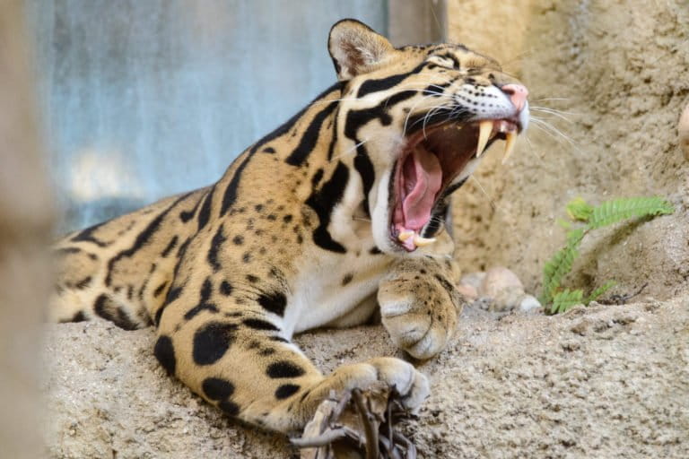 Clouded leopard