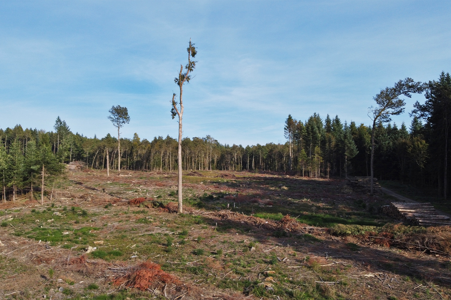 A clear-cut or “gap” near Schüpfen