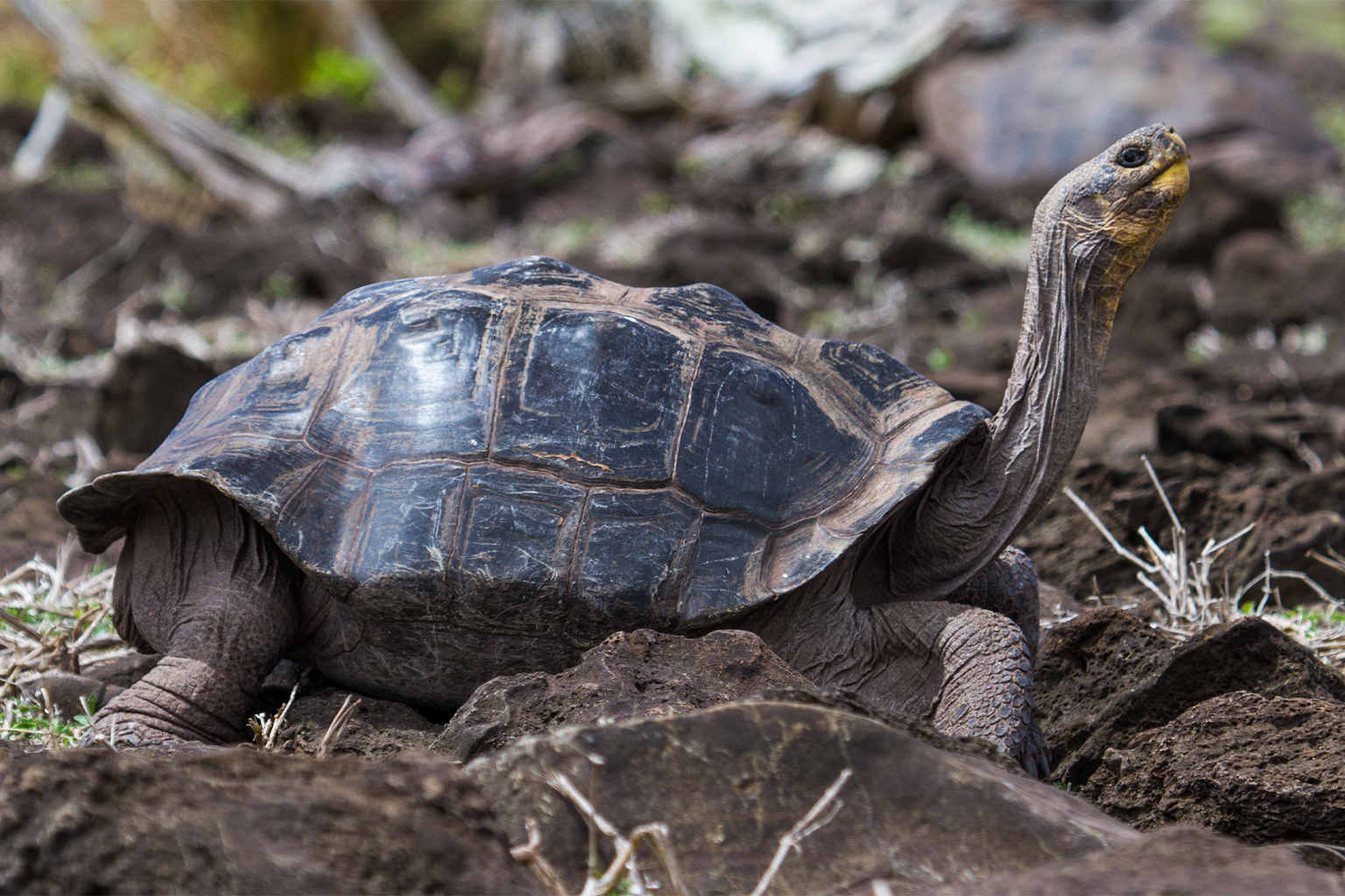 Pinzon giant tortoise