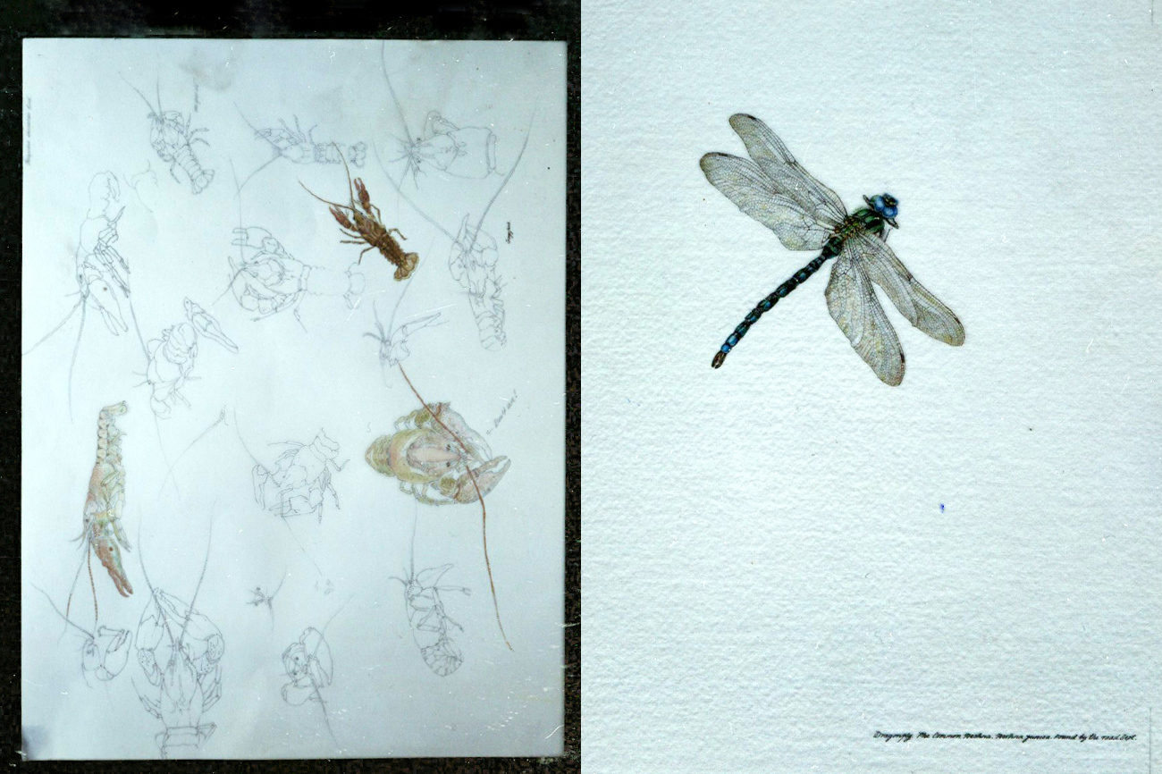 Watercolor drawing from Janet Marsh’s Nature Diary