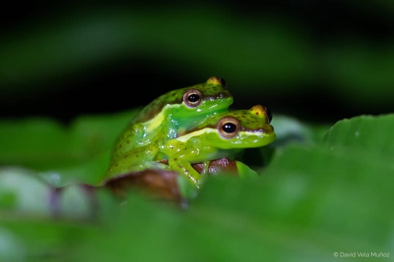 Tiny new tree frog species found in rewilded Costa Rican nature reserve