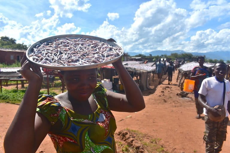 Fishing and processing the catch are key economic activities on Lake Tanganyika. Photo by Robert Bociaga for Mongabay.