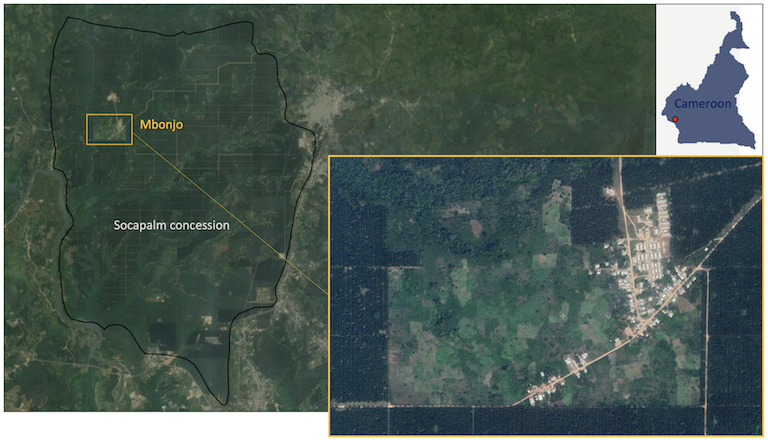 Map of Socapalm plantations superimposed on satellite imagery showing the southwest Cameroonian village of Mbonjo. Image by Mongabay with satellite imagery from Google Earth.