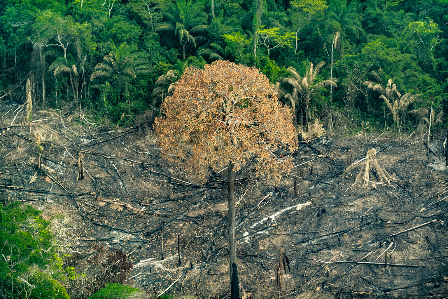 Illegal logging in the state of Pará