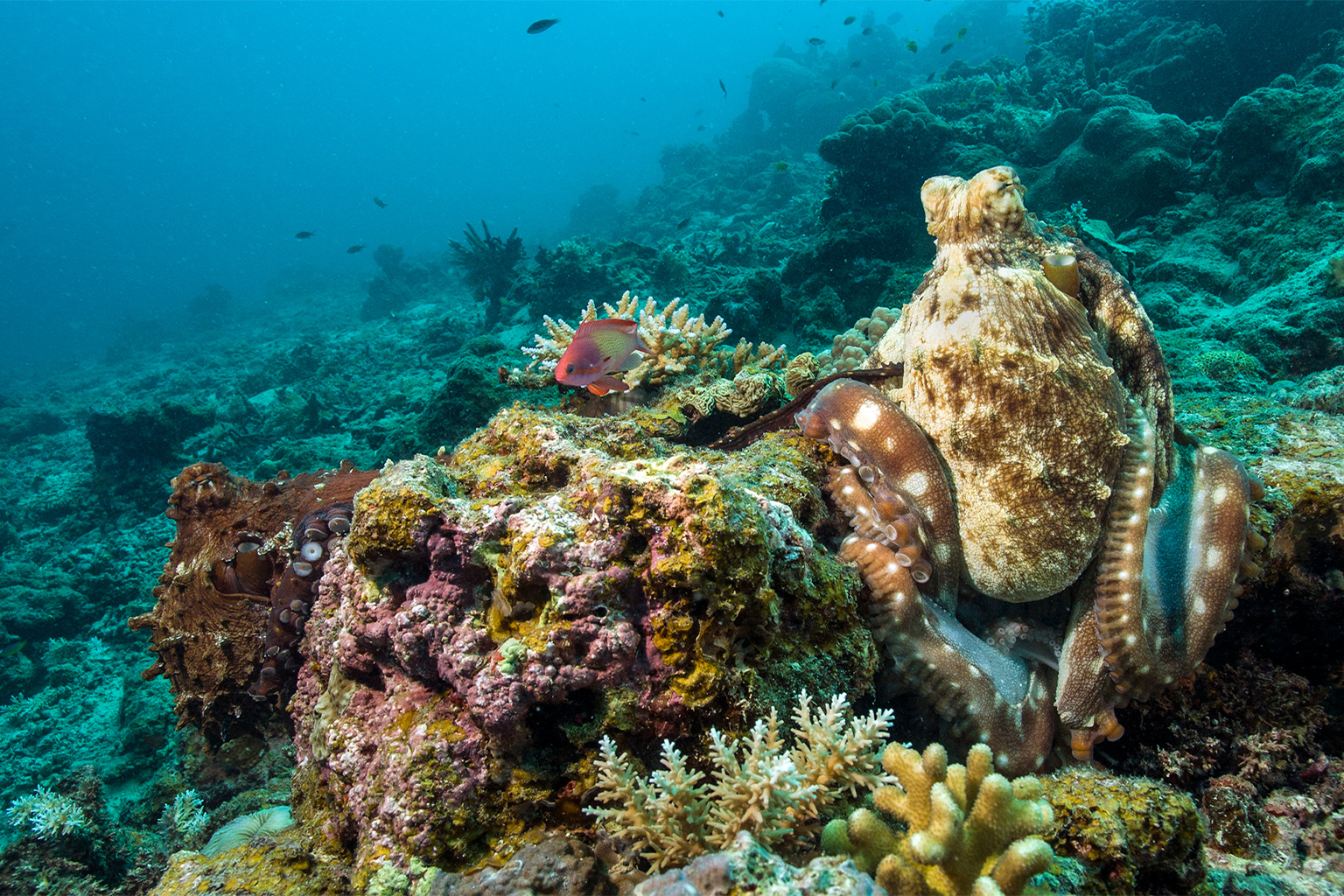 Octopus in the Andaman Islands