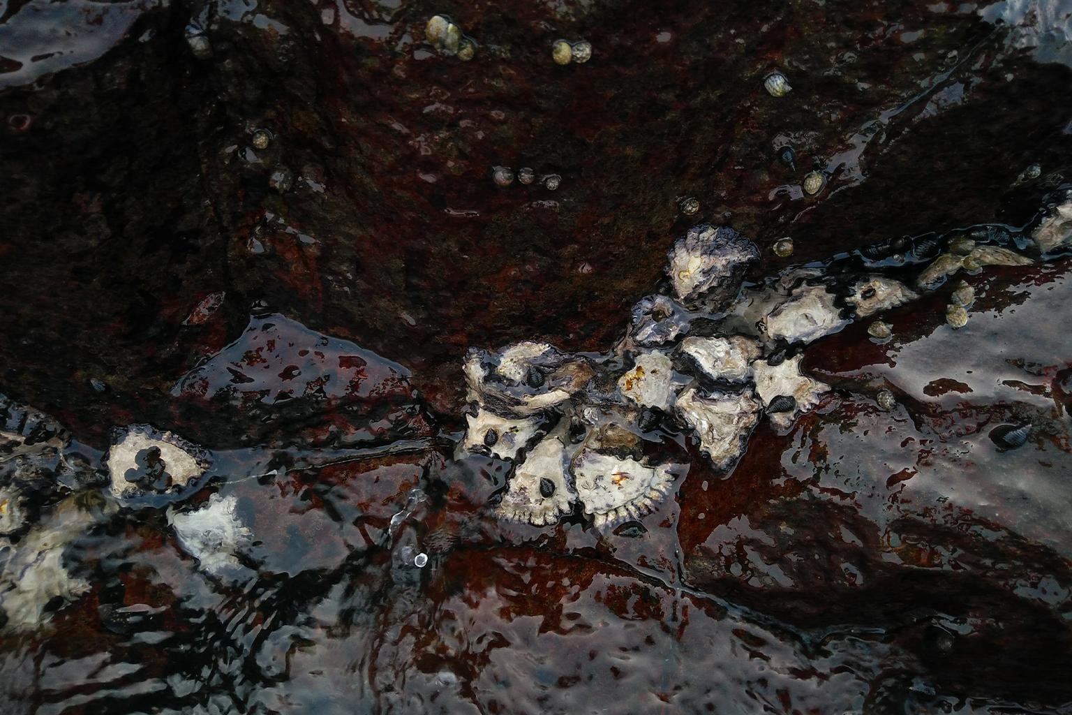 Oysters on a rock.