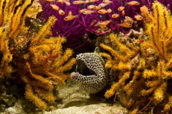 A moray eel in the coral reefs
