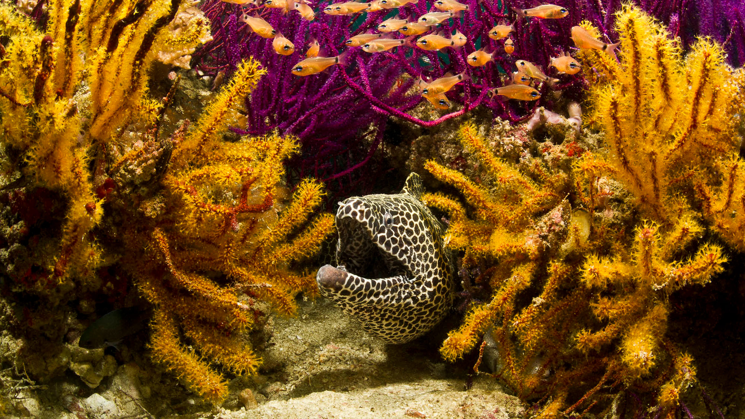 Can conservation change how the world sees the Strait of&hellip;