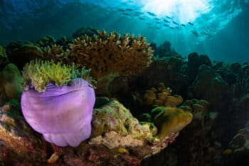 Coral reef.