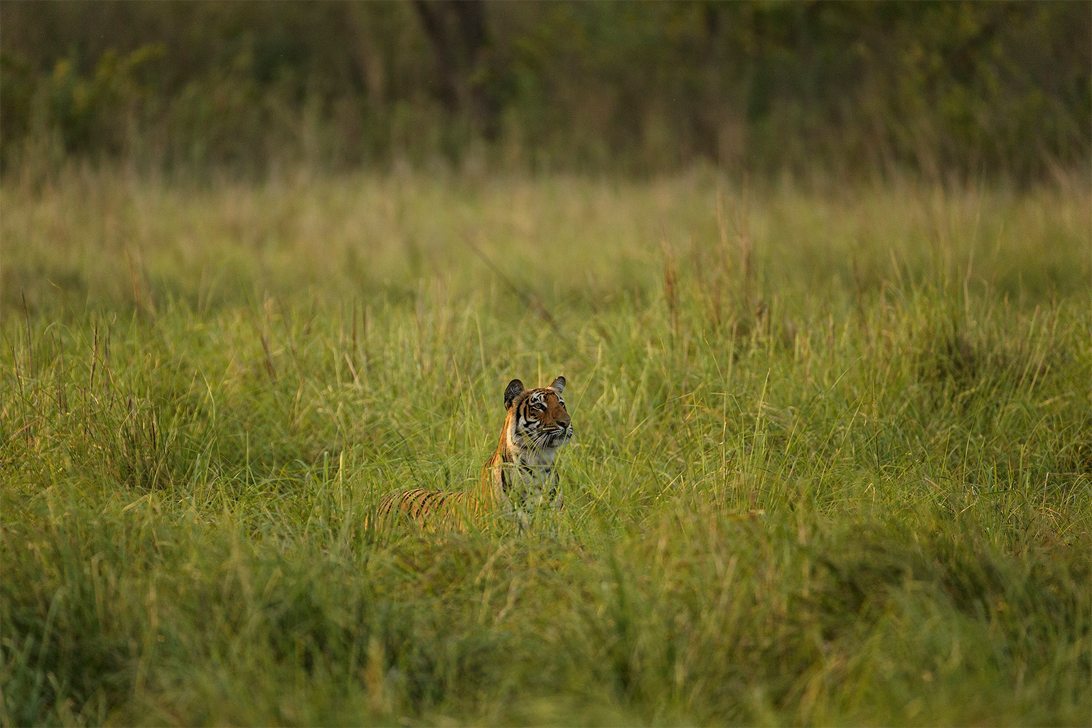 A tiger in grass.