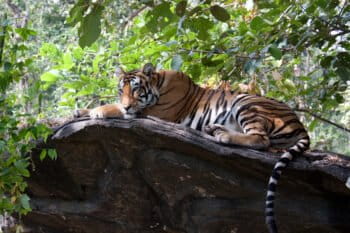 Tiger on a rock.