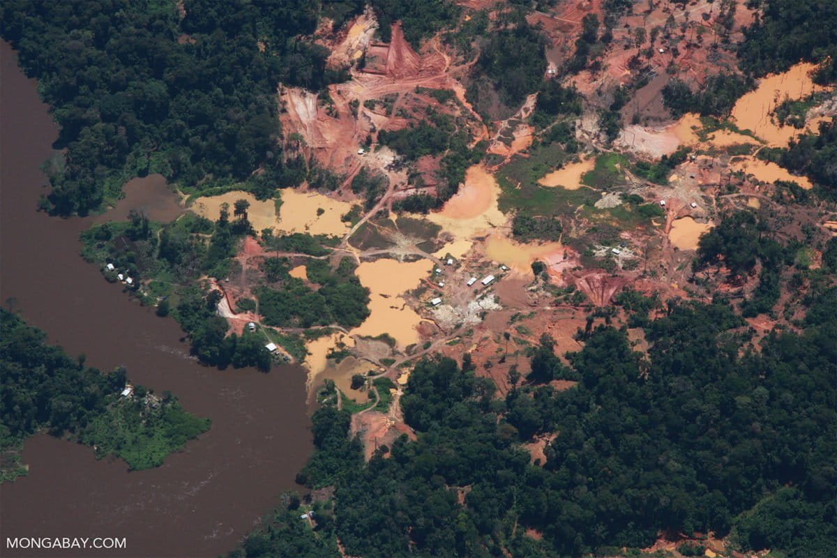 In the Guyana Shield, the fight against deforestation is not ambitious enough