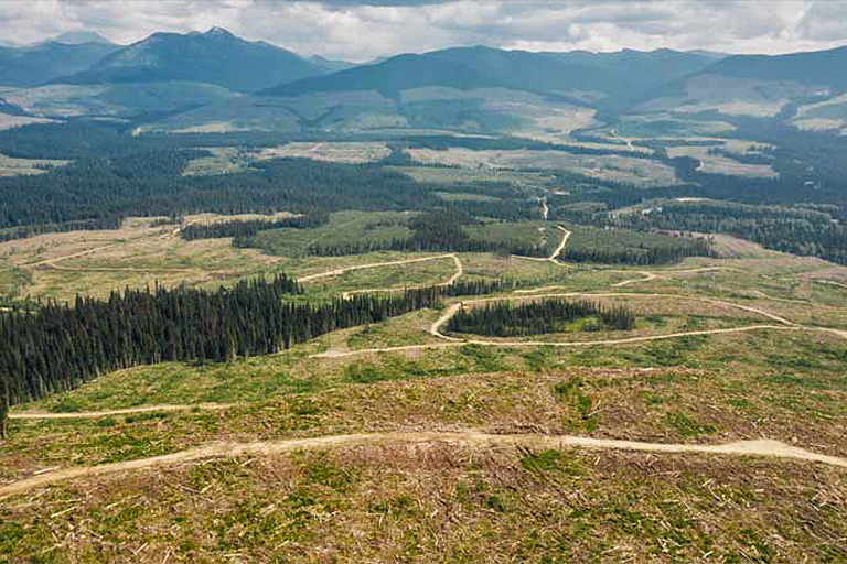 Deforestation in British Columbia, Canada: Effects, Causes, and