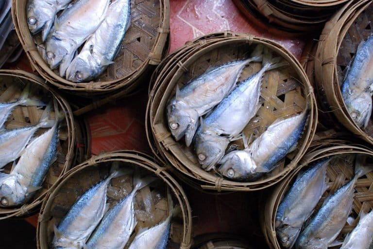 Indo-Pacific or short mackerel (Rastrelliger brachysoma), a staple food in Thailand, for sale in Chiang Mai province. Catches of this fish have declined sharply. Image by Takeaway via Wikimedia Commons (CC BY-SA 3.0). 