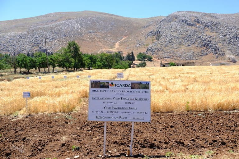 Barley nearing harvest on ICARDA's land--the Beqaa's low humidity makes it a good place to store seeds. Image by Marta Vidal for Mongabay.