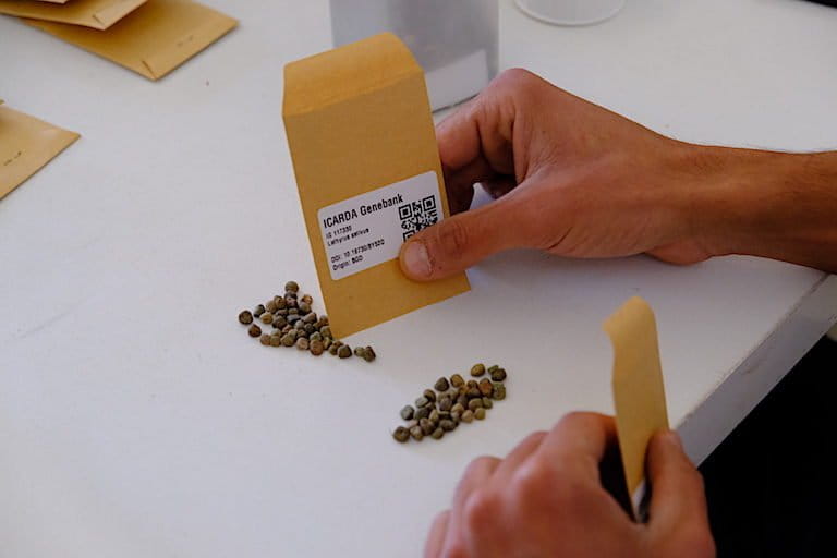 An ICARDA worker prepares packages of Lathyrus sativus, also known as grass pea or white vetch. Image by Marta Vidal for Mongabay.