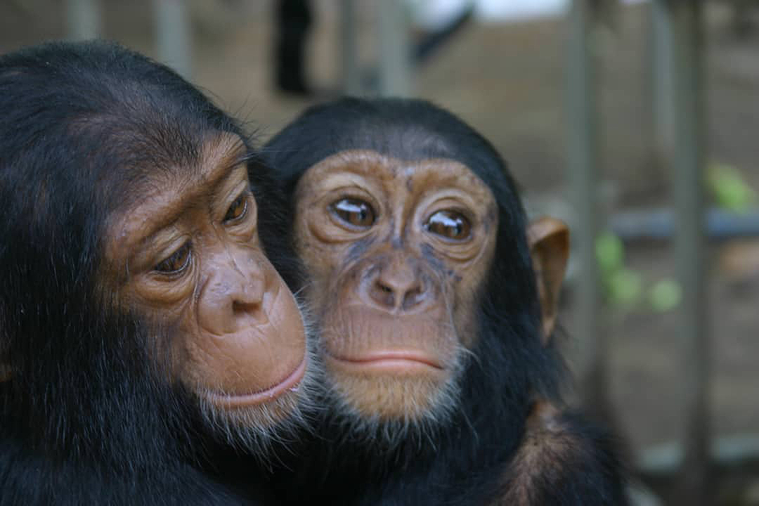 Chimpanzees 