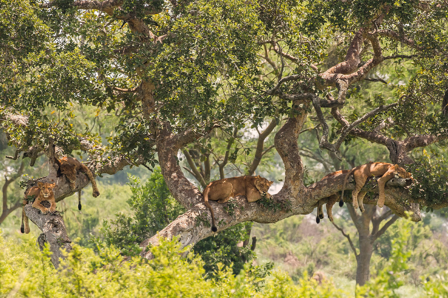 Lions in Uganda.