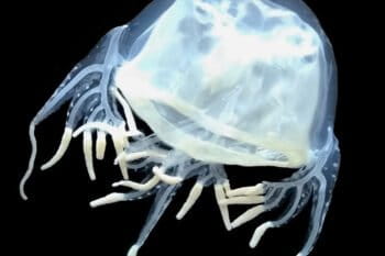 The recently described box jellyfish