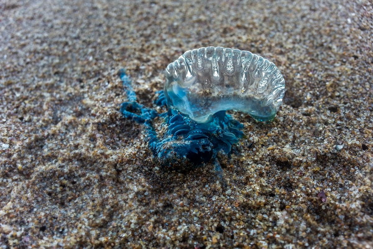 Portuguese man o’ war