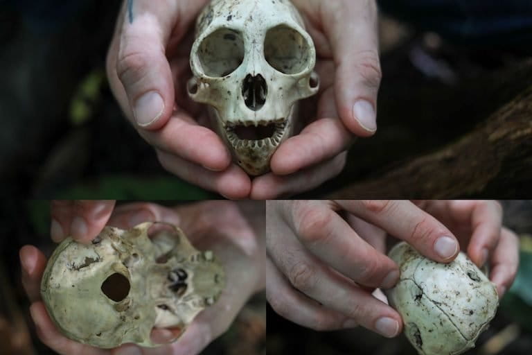 The Central American spider monkey (Ateles geoffroyi) skull, likely killed by a harpy eagle (Harpia harpyja) -found by the author, Dr Andrew Whitworth. Photos by Lucy Kleiner.