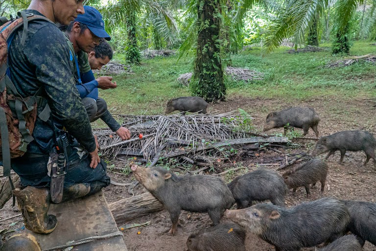 Members of the Rancho Quemado Biological Monitoring Group are now leaders in the protection of threatened white-lipped peccary (primary prey for jaguar) – and a species the community once hunted during their movements outside of Corcovado National Park.