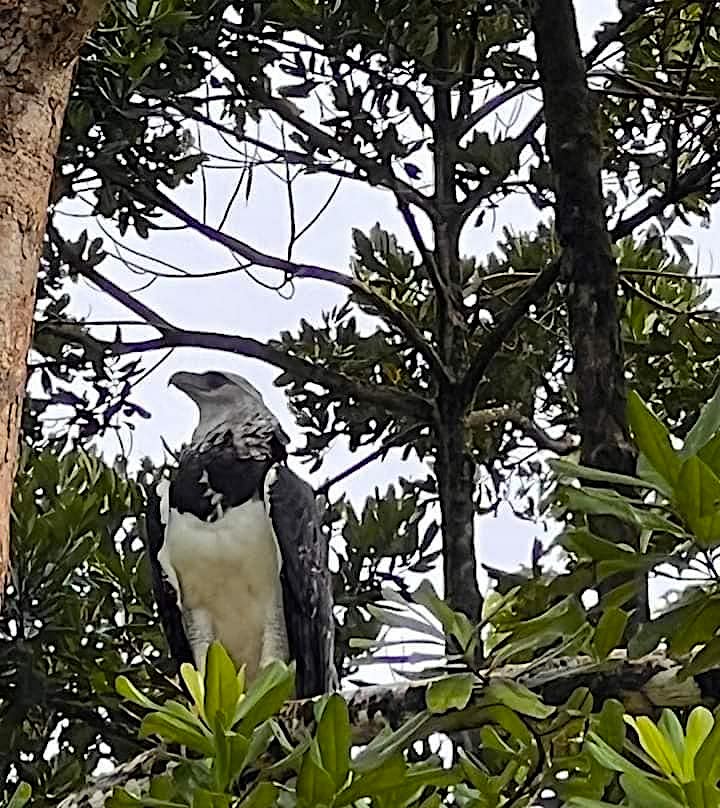 Meet the Harpy Eagle — Which Has a Wingspan Size That's Huge