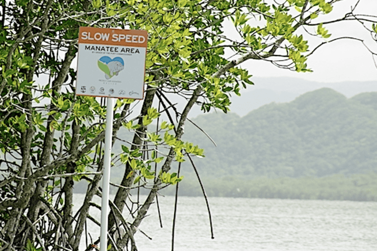 Leaving Bar River and entering Southern Lagoon with limestone hills beyond, there is much marine life near the mangroves. Image courtesy of James Krupa for Mongabay.