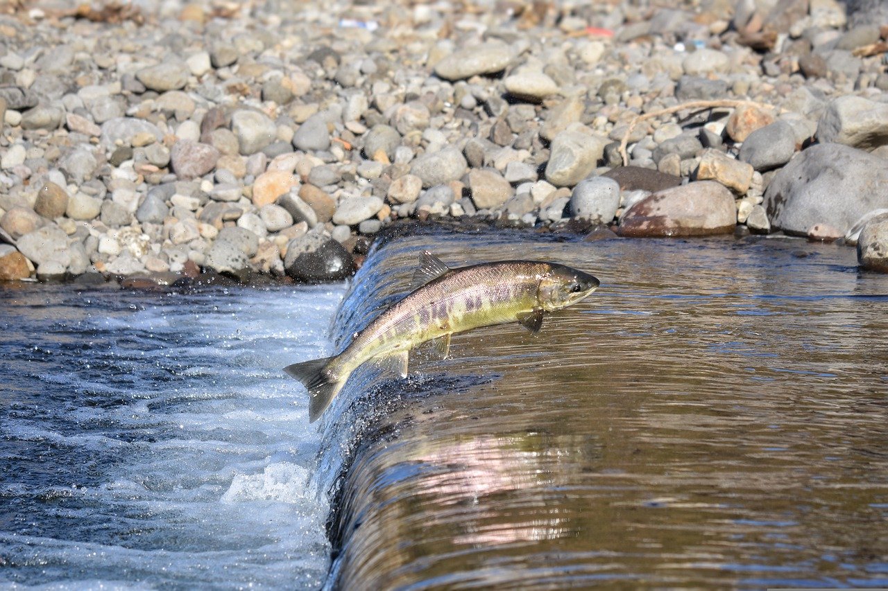 fish swimming upriver