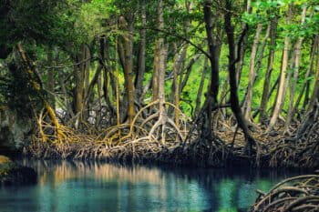 Mangroves in Los Haitises National Park, Dominican Republic. Image by Anton Bielousov via Wikimedia Commons (CC BY-SA 3.0).