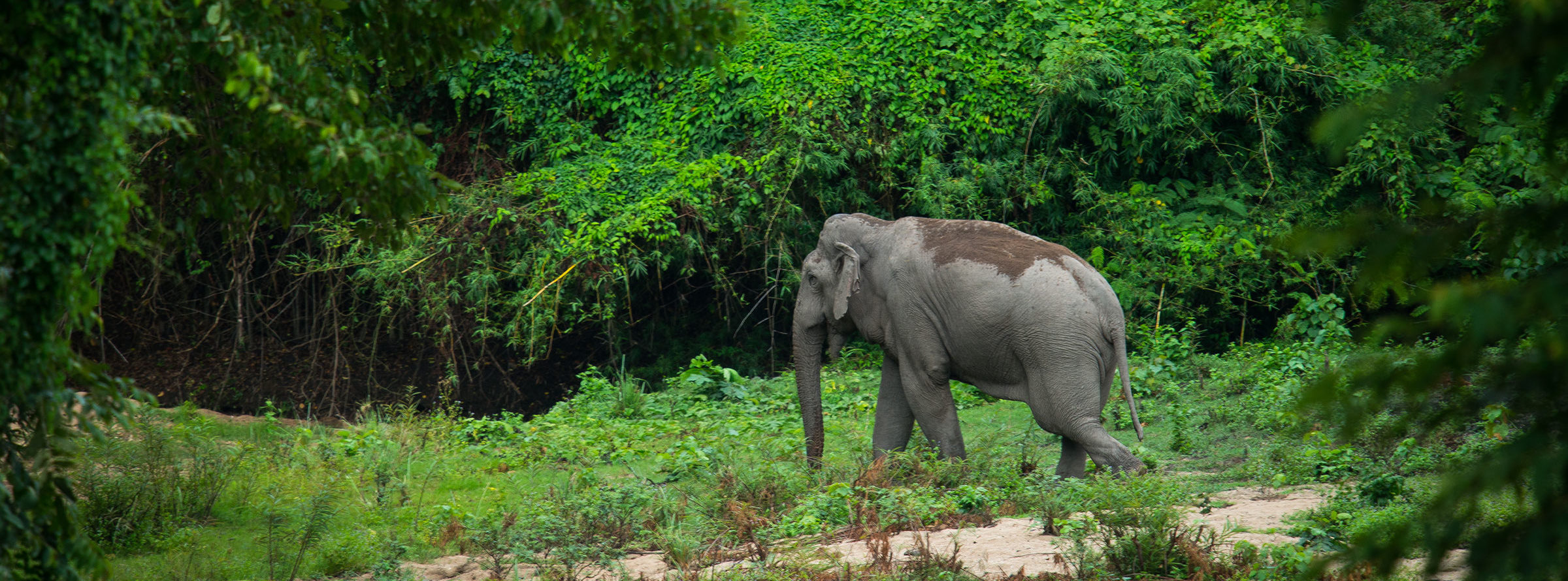 Elephant in Dong Nai Biosphere Reserve