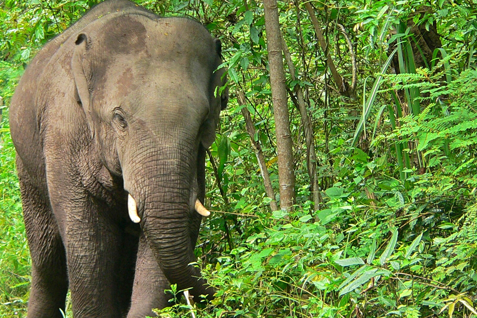 Engineers surprised by the power of an elephant's trunk