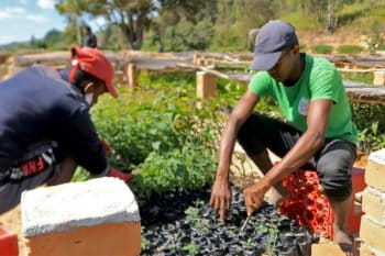 Bôndy nurserymen tending to young eucalyptus