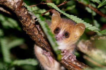 A Madame Berthe's mouse lemur. Image courtesy of Matthias Markolf.