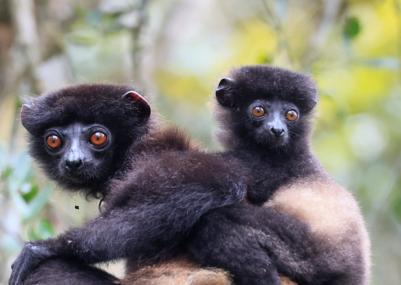 World’s smallest primate is fading into extinction, scientists fear