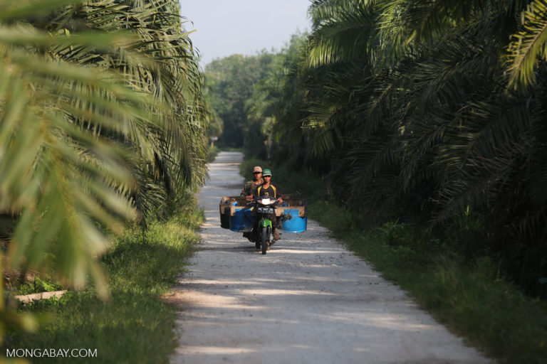 Laborers ride a motorbike in an oil palm plantation in Indonesia’s Riau province. Image by Rhett A. Butler/Mongabay.