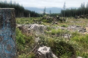 This photo of logged old-growth forest outside Olympia National Park, shows what can happen when mature forests aren’t given full protection.