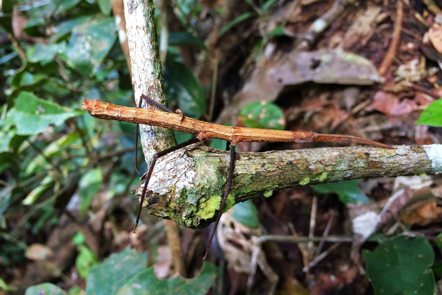 Unidentified insect in the Brazilian Amazon. 