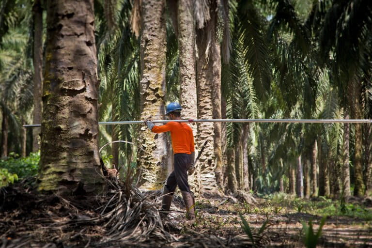 Sustainable and deforestation-free palm oil