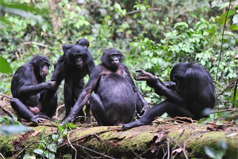 Shared grooming among bonobos