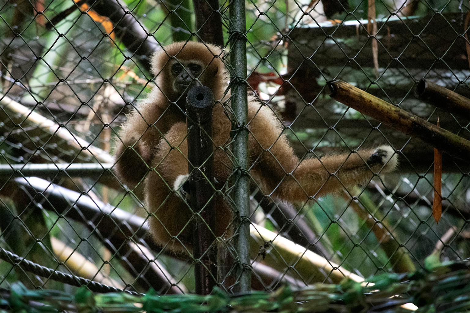 Tam, a gibbon at the Gibbon Rehabilitation Project