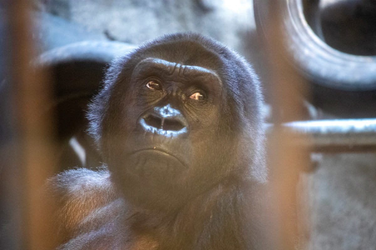 Bua Noi in her enclosure